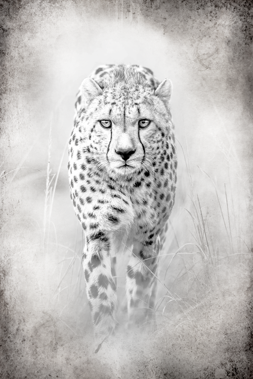 African cheetah - Zwart wit schilderij- plexiglas schilderij - kunst